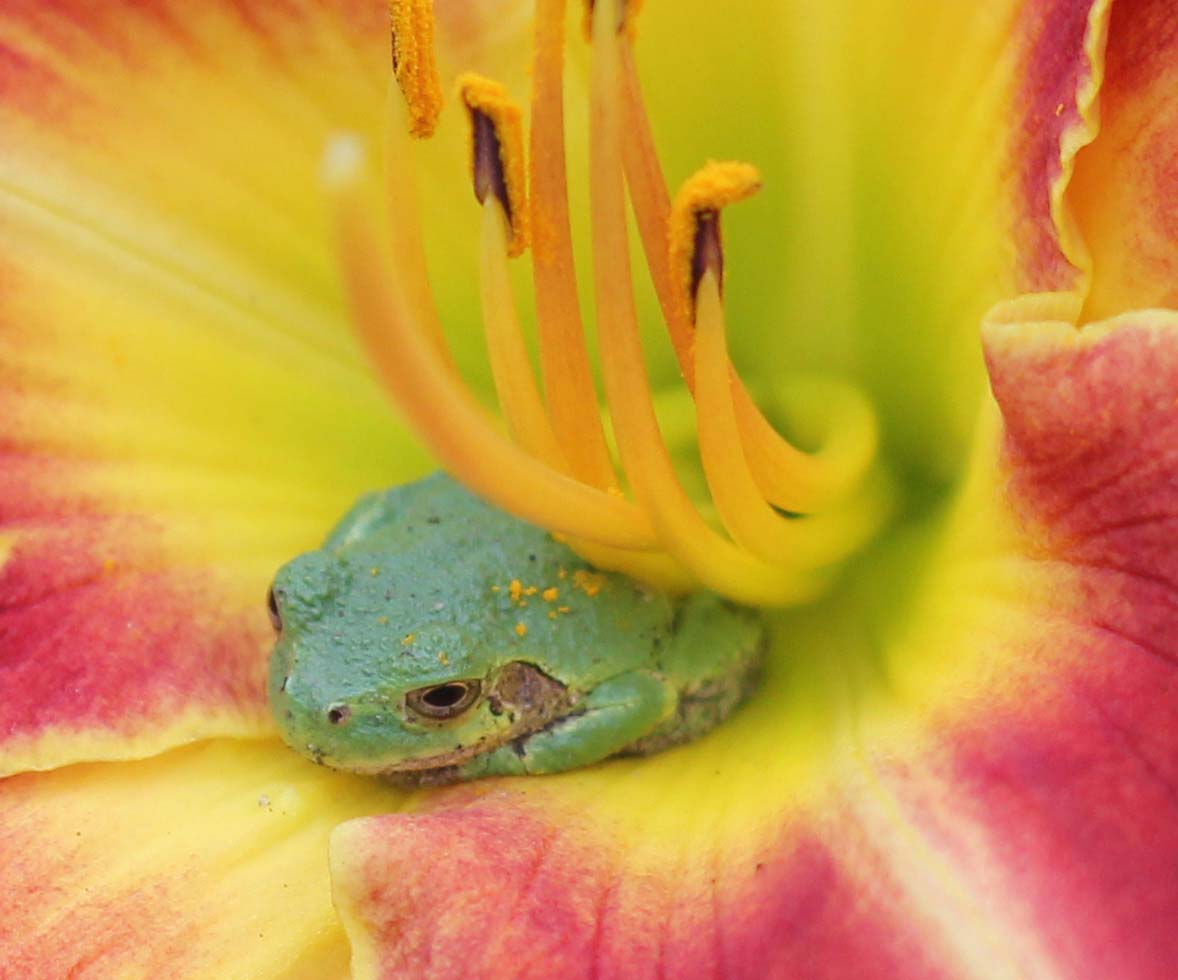 Spring Peeper